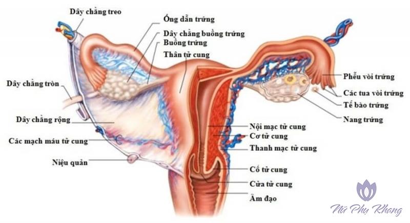 Điều trị Viêm phần phụ tại Nghệ An
