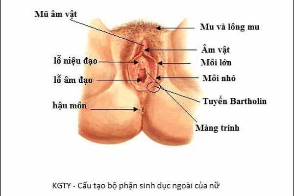 Điều trị Nang tuyến Bartholin tại Nghệ An