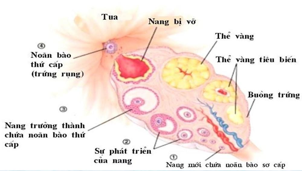 Siêu âm Nang Noãn tại Vinh - Nghệ An