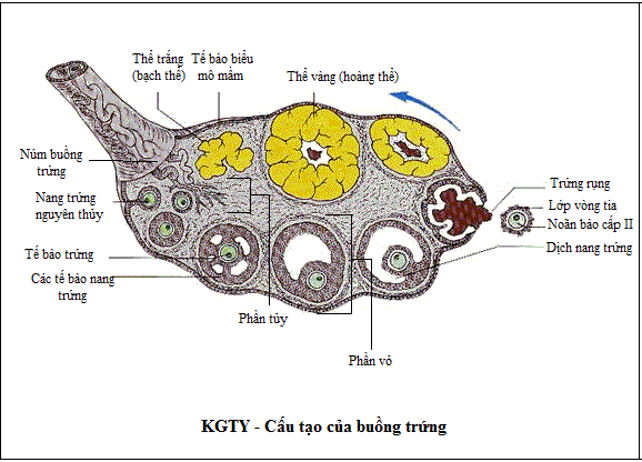Siêu âm Nang Noãn tại Vinh - Nghệ An