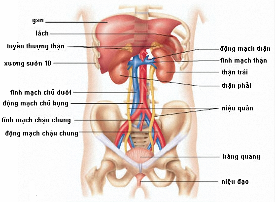 Siêu âm ổ bụng tổng quát