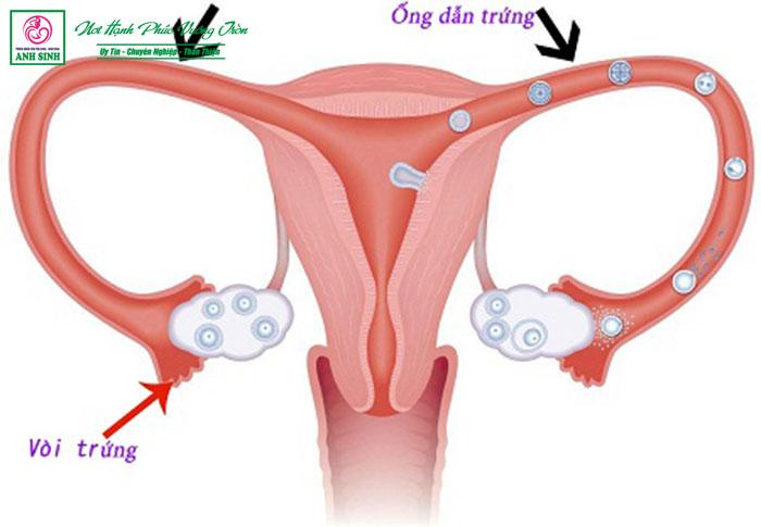 viên phần phụ: nguyên nhân và giải pháp