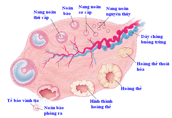 Vòng kinh không noãn