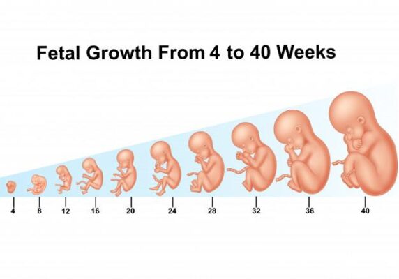 Cân nặng thai nhi