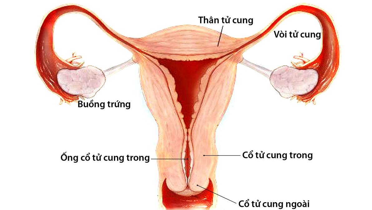 Tầm soát ung thư cổ tử cung tại Nghệ An